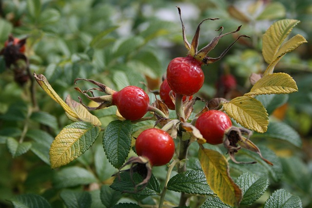 Escaramujos rojos de rosal silvestre en otoño