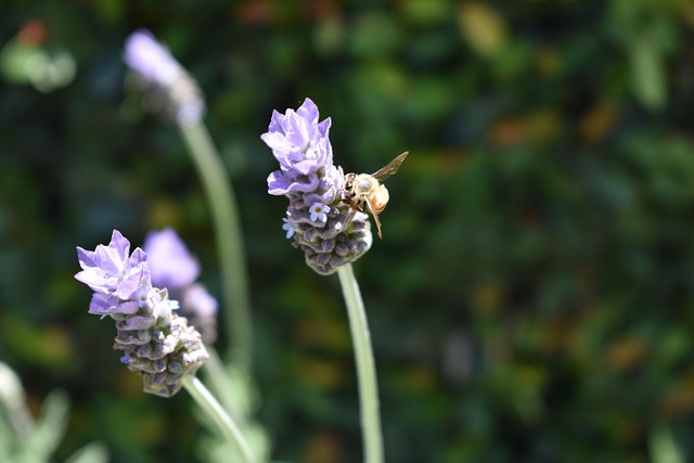 Abeja sobre una flor amarilla en un jardín